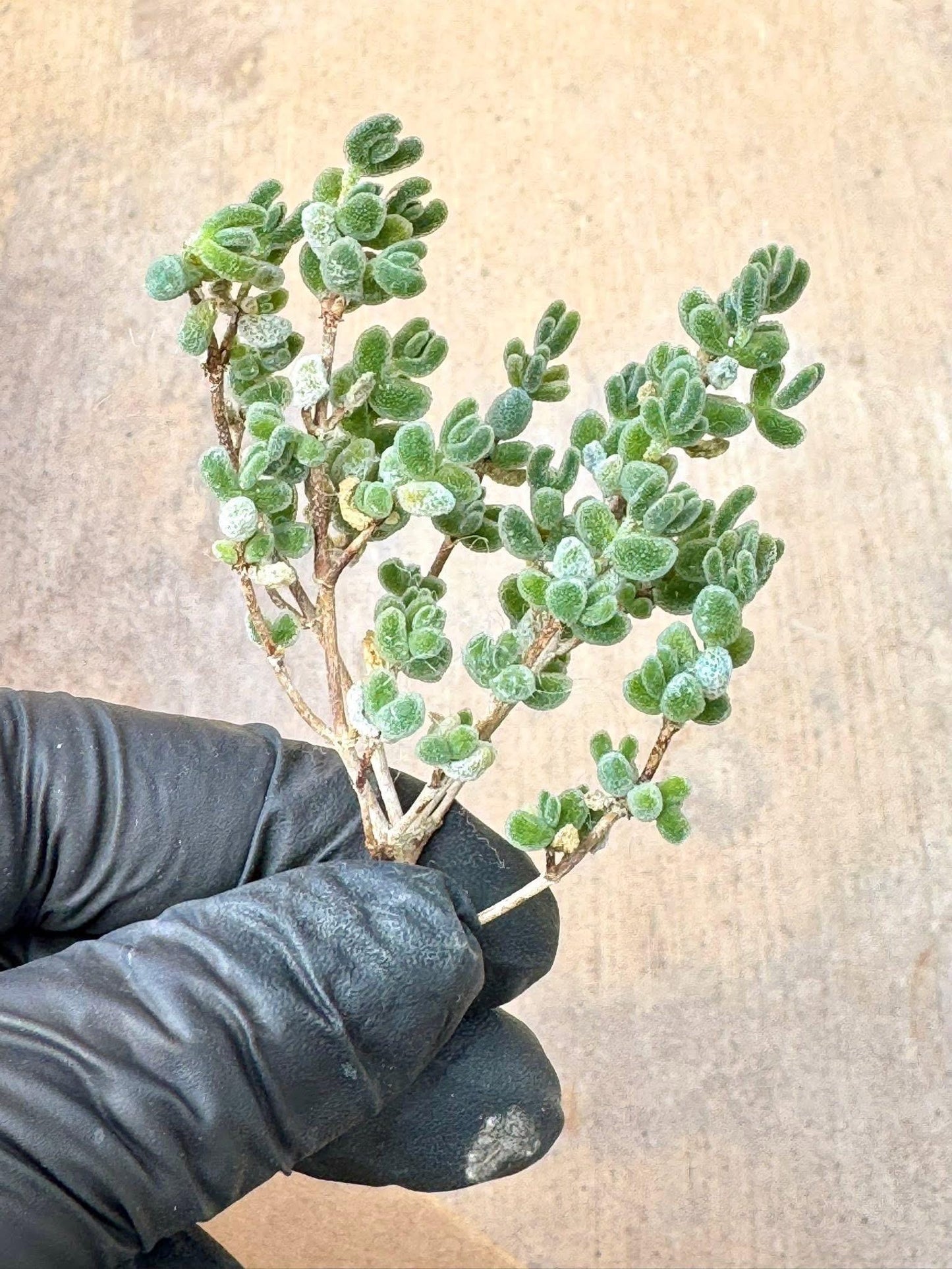 Drosanthemum Lace | Live Succulent Plant | Rare succulent