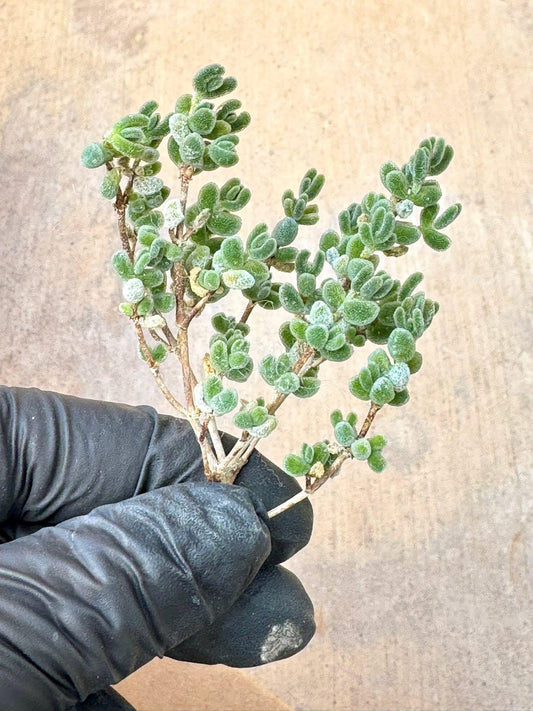 Drosanthemum Lace | Live Succulent Plant | Rare succulent