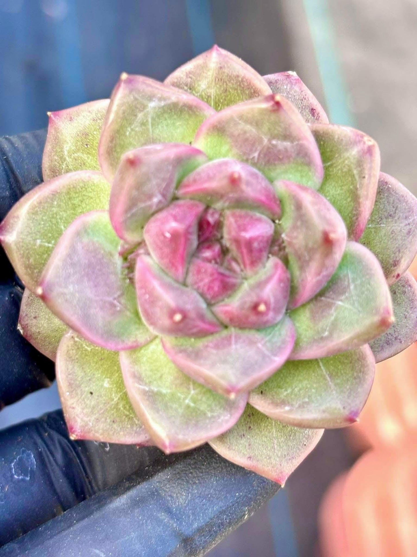 Echeveria Liu Liu Mei | size ~2.5” | Live Succulent Plant | Imported Plants | Pink Echeveria