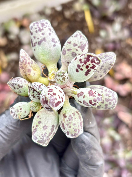 Andromiscus Festivus | Live Succulent Plant | Korean Succulent | Variegated Echeveria | Imported Plants | Echeveria Clusters