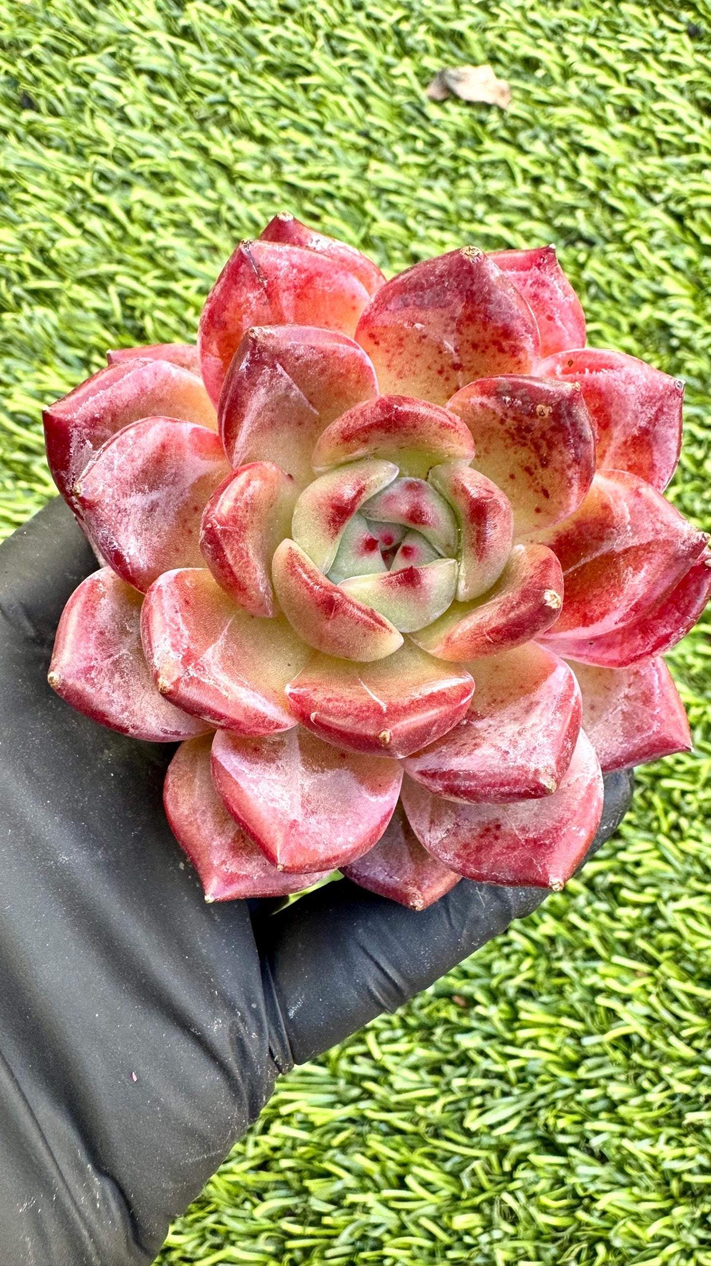 Echeveria Roger | Live Succulent Plant | Korean Succulent | Rare Imported Echeveria | Imported Plants
