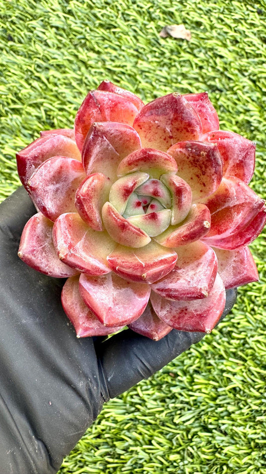 Echeveria Roger | Live Succulent Plant | Korean Succulent | Rare Imported Echeveria | Imported Plants