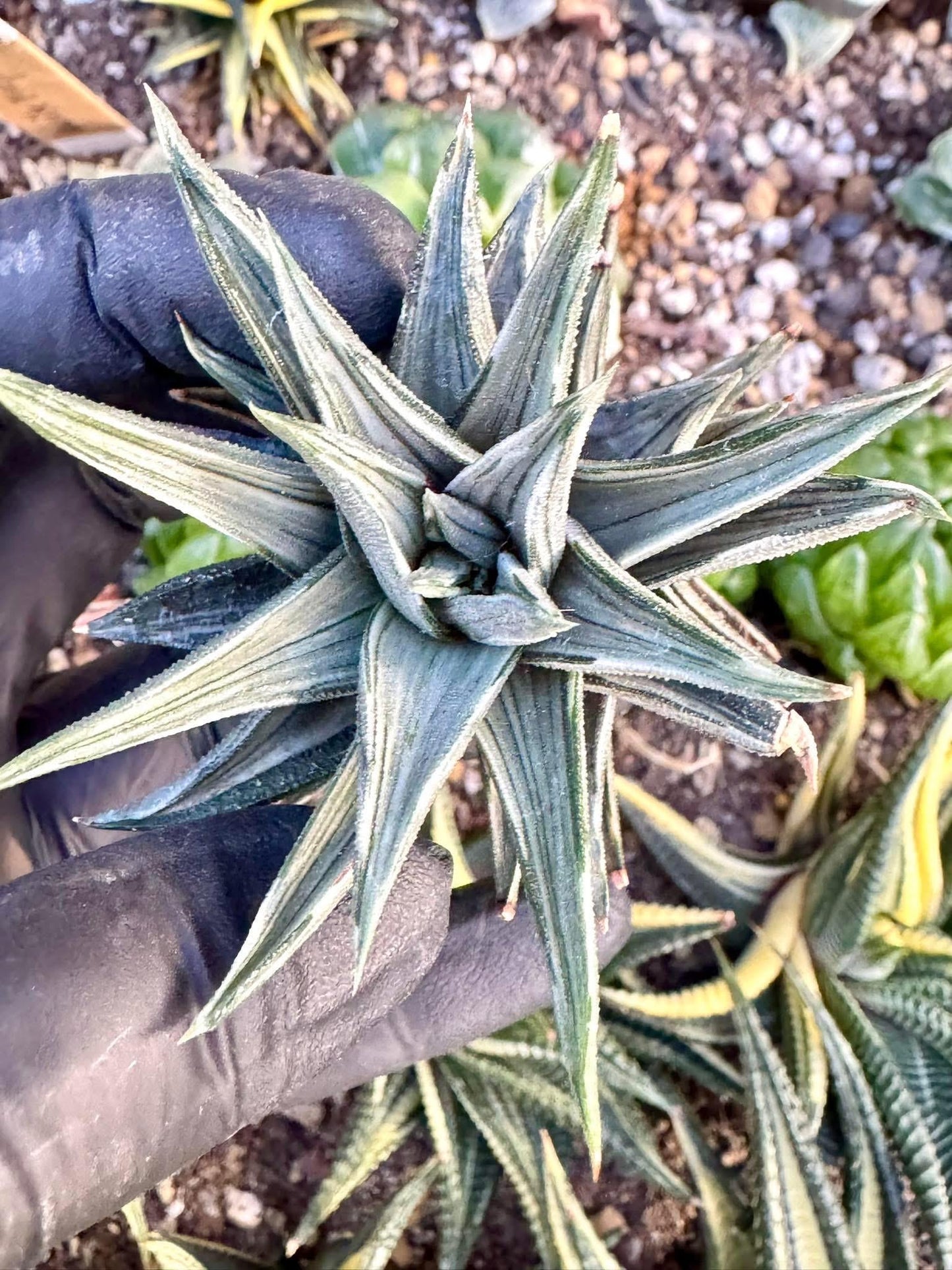 Haworthia Ivory Tower White Variegated | Live Succulent Plant | Korean Succulent | Rare Imported Haworthia | Imported Plants
