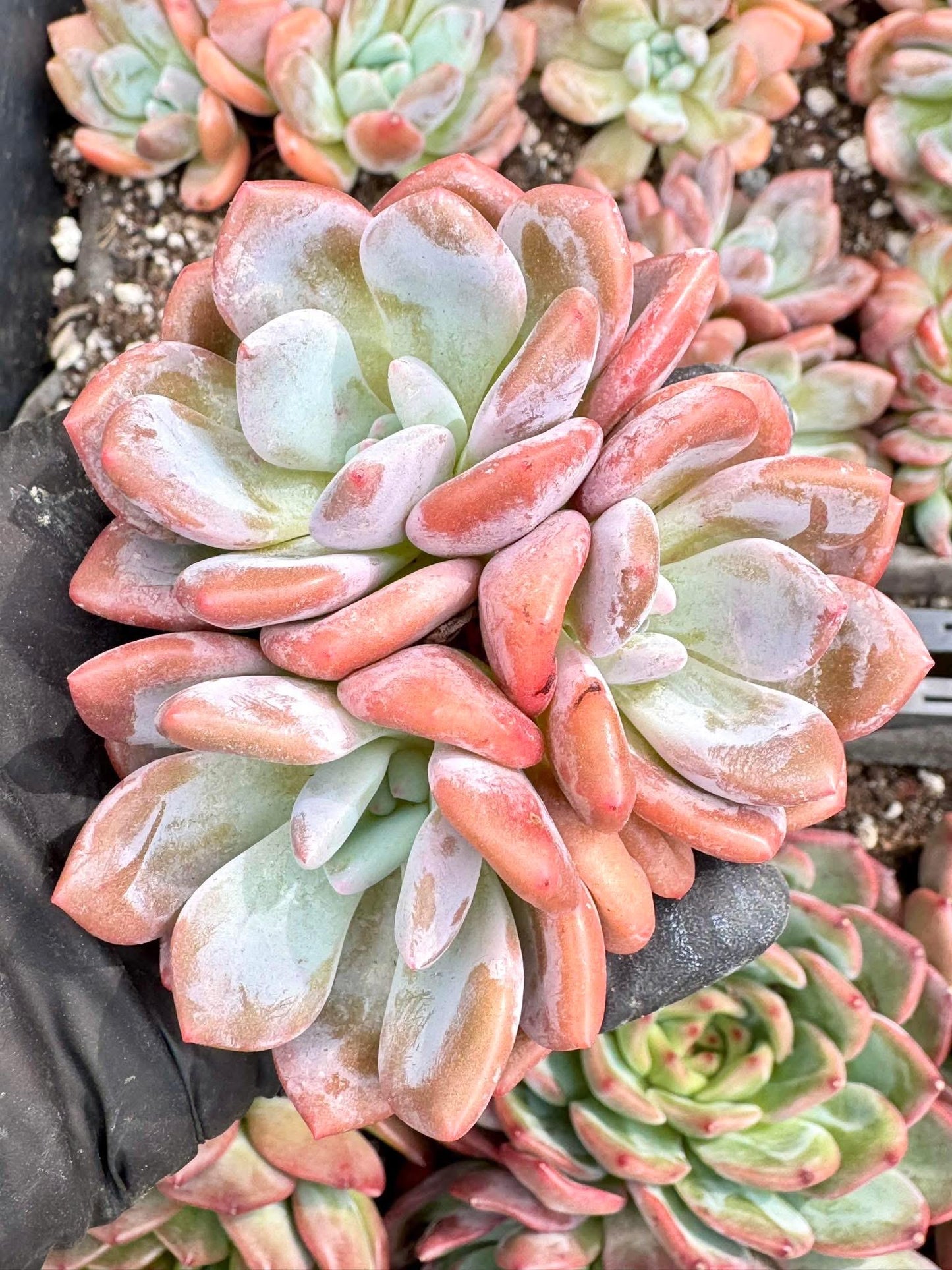 Echeveria Laurel | Live Succulent Plant | Korean Succulent | Variegated Echeveria | Imported Plants | Echeveria Clusters
