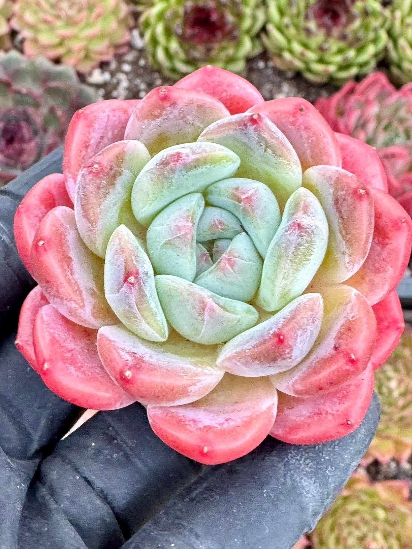Echeveria White Diamond | Live Succulent Plant | Korean Succulent | Variegated Echeveria | Imported Plants