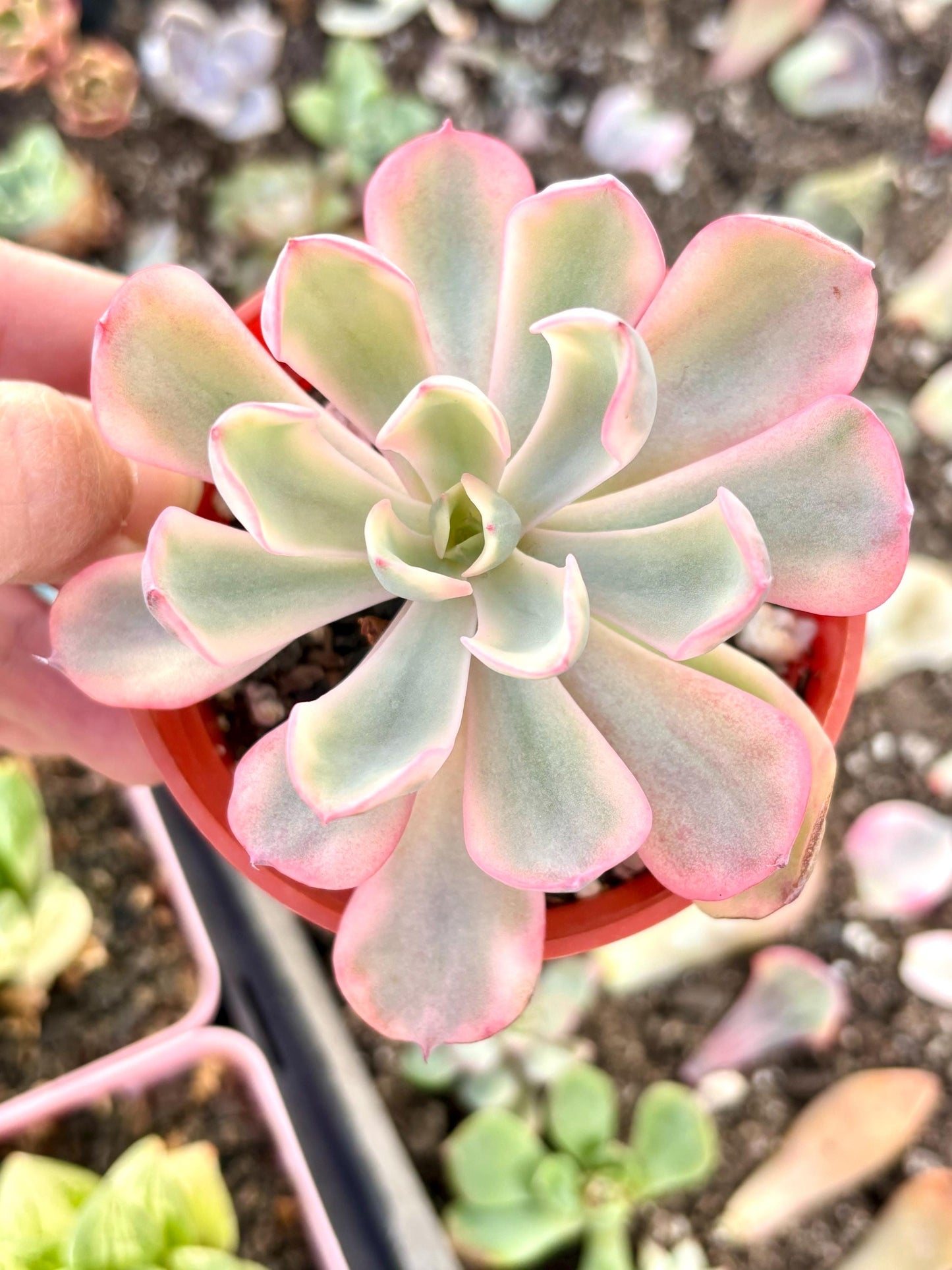 Echeveria Raindrop Variegated | Live Succulent Plant | Rare Imported Echeveria | Imported Plants