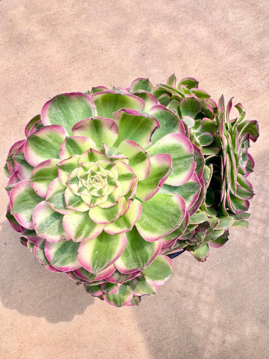 Aeonium Sea Fairy Variegated | Live Succulent Plant | Rare Imported Aeonium | Imported Plants