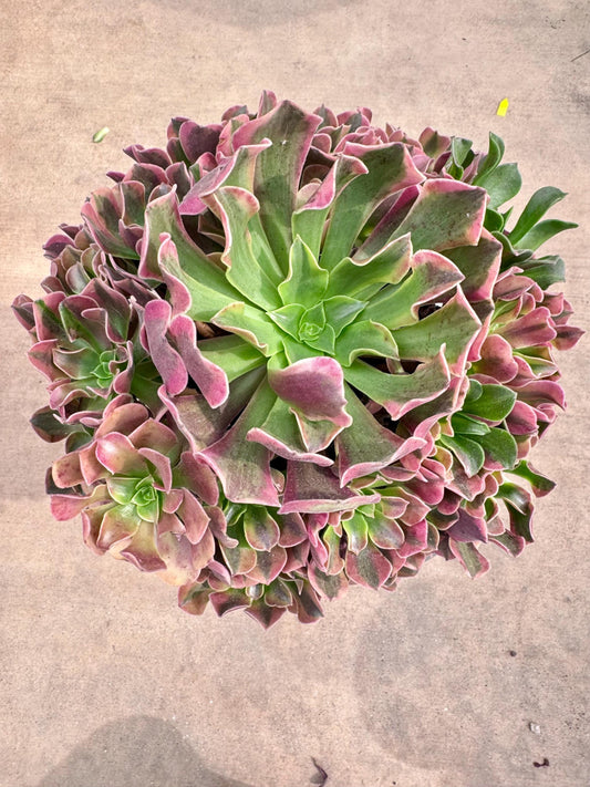 Aeonium Pink Medusa Wave Variegated | Live Succulent Plant | Korean Succulent | Rare Imported Aeonium | Imported Plants
