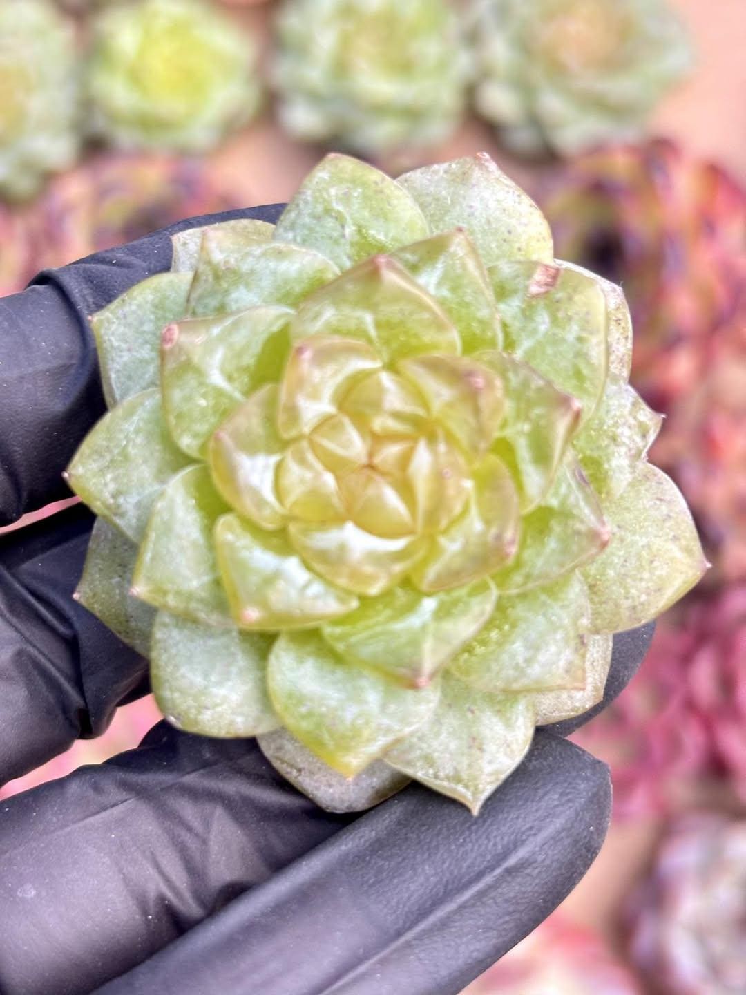 Echeveria Freud | Live Succulent Plant | Korean Succulent | Rare Imported Echeveria | Imported Plants