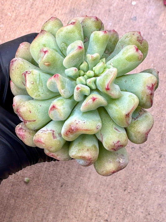 Echeveria Heartball | Rare Imported Succulent | Collector’s Succulent