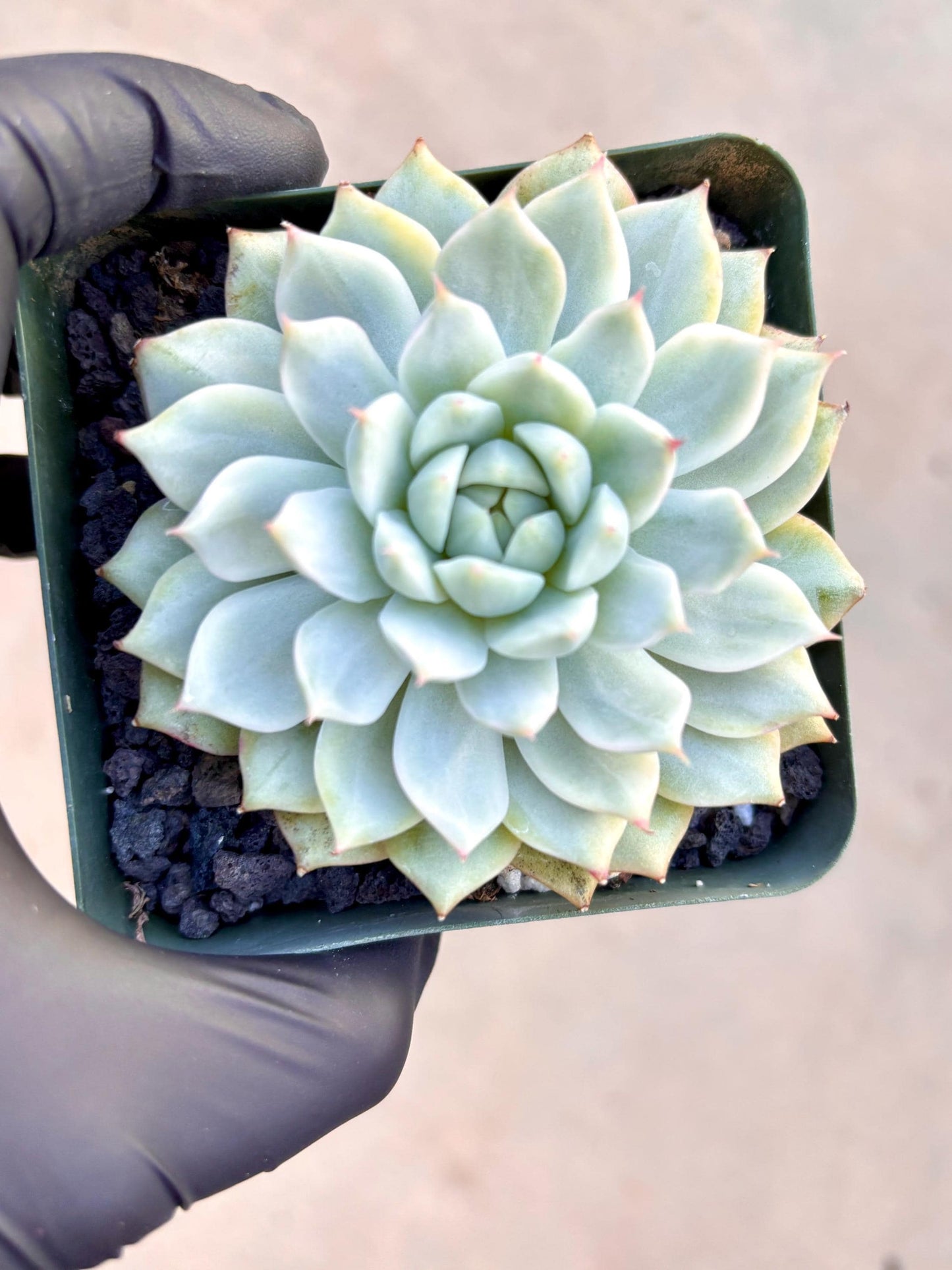 Echeveria Tippy Variegated | Live Succulent Plant | Korean Succulent | Rare Imported Echeveria | Imported Plantsr