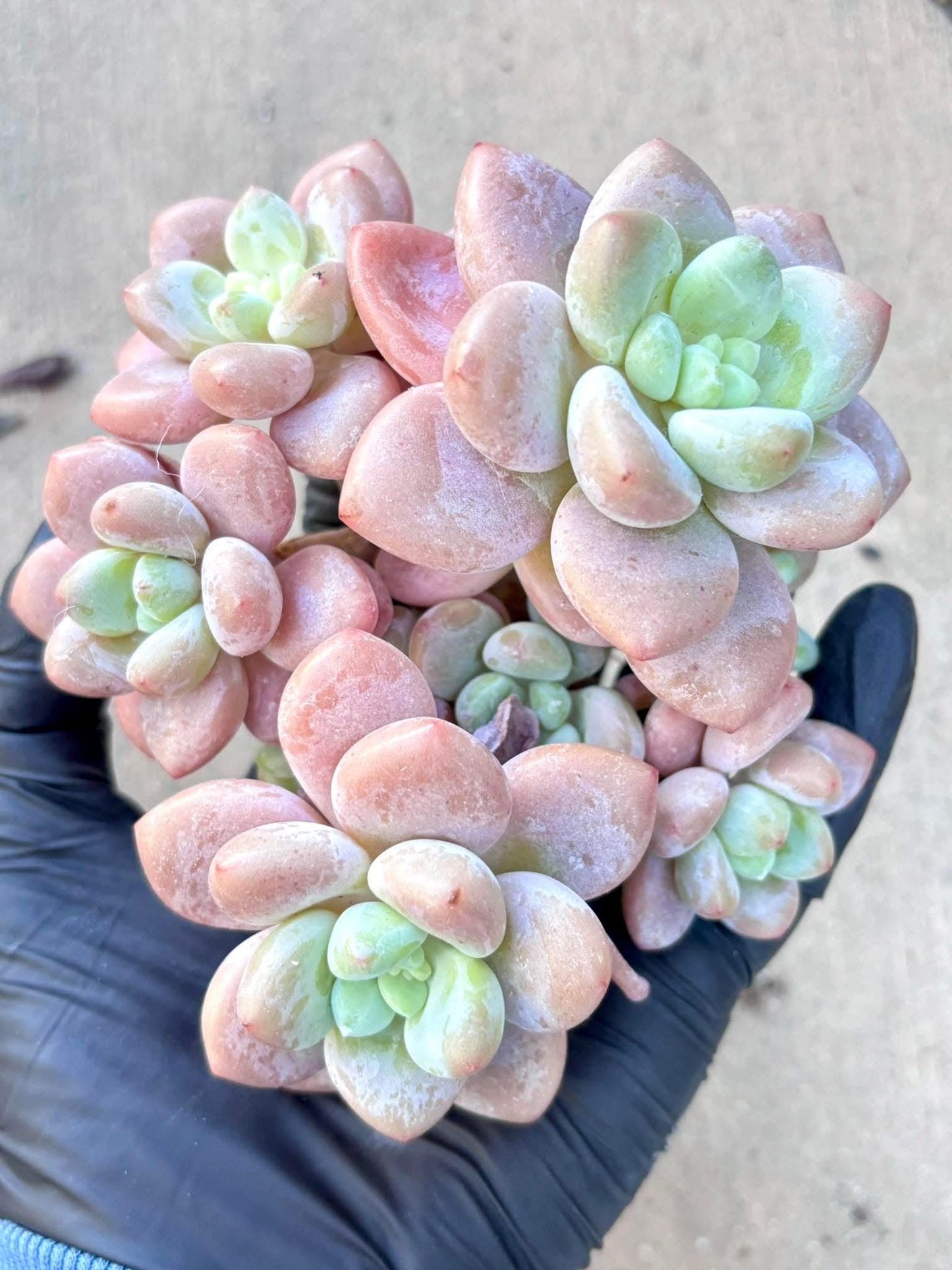 Echeveria Xylitol Variegated | Live Succulent Plant | Korean Succulent | Variegated Echeveria | Imported Plants