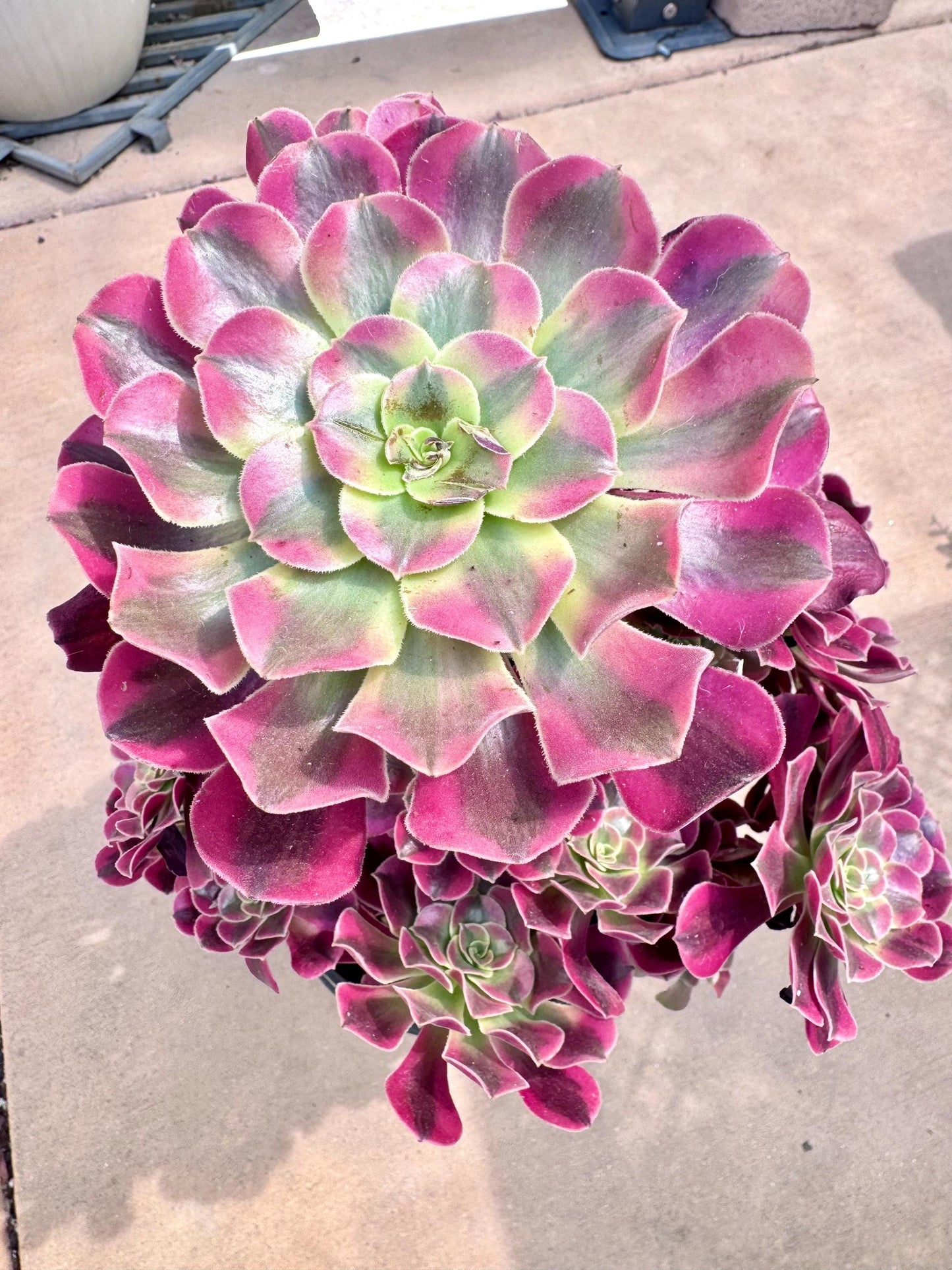 Aeonium Berry Variegated | Live Succulent Plant | Rare Imported Aeonium | Imported Plants