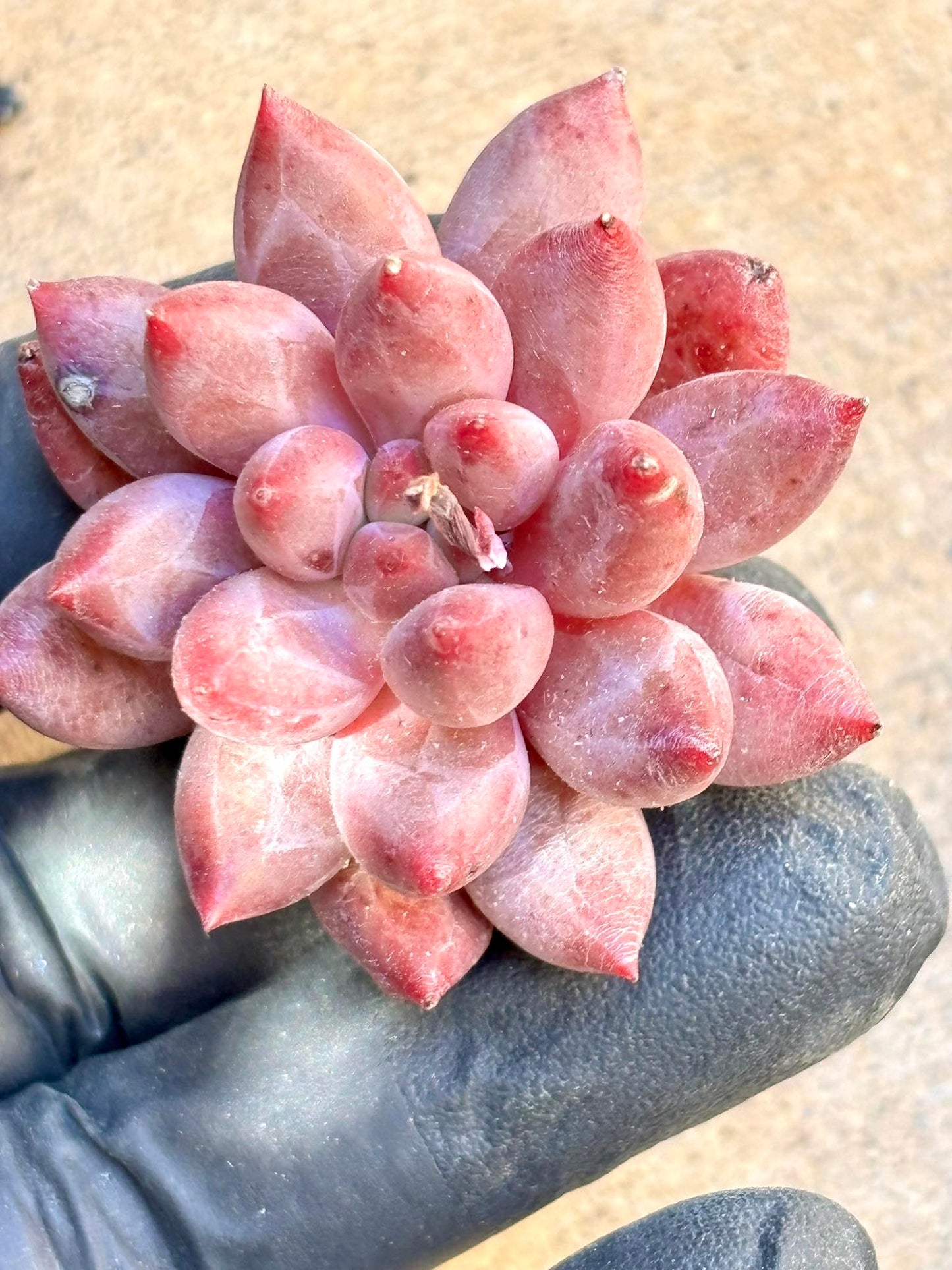 Echeveria Goldfish Hime | Live Succulent Plant | Korean Succulent | Rare Imported Echeveria | Imported Plants