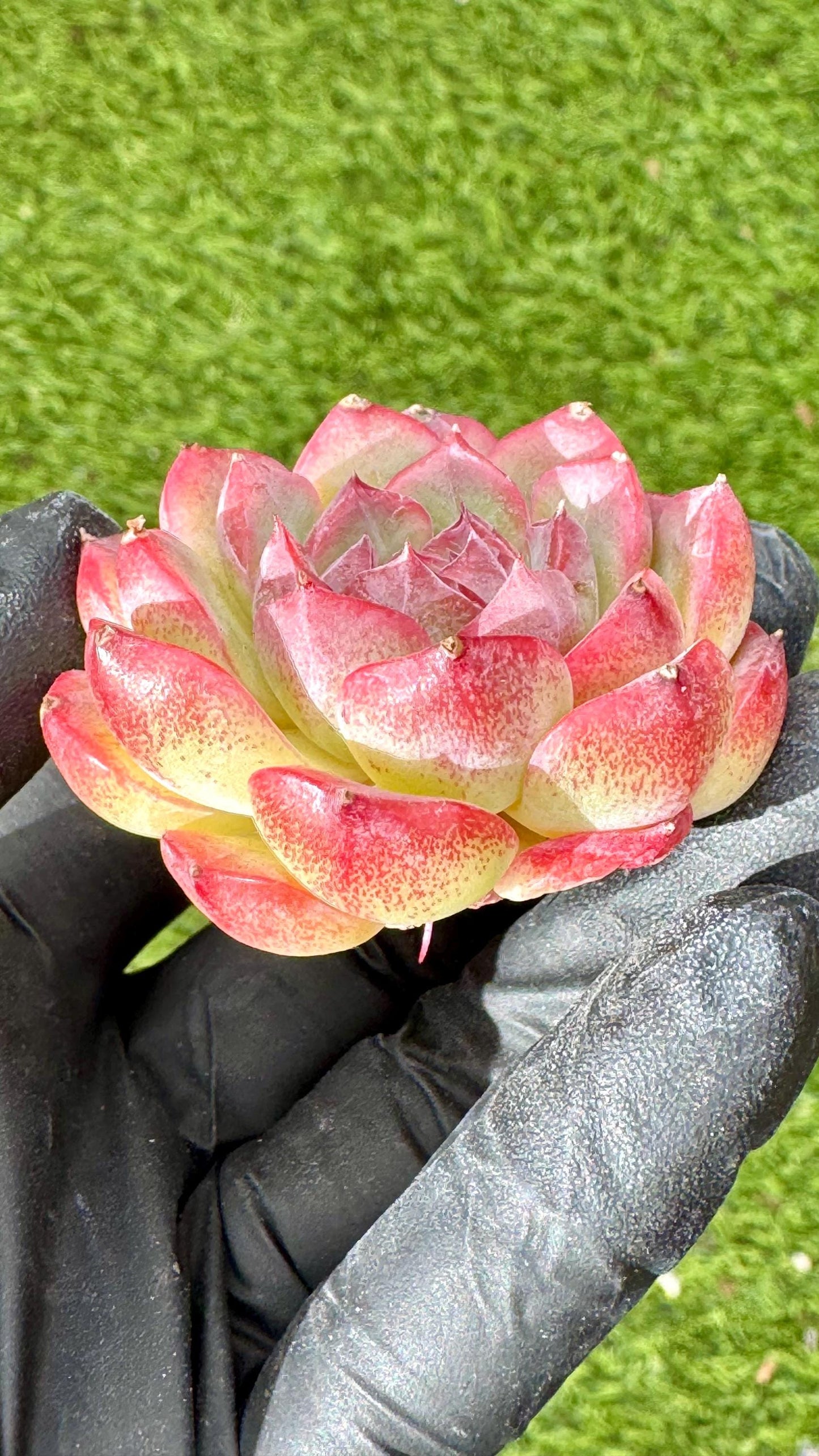 Echeveria Jade Flute | Live Succulent Plant | Korean Succulent | Rare Imported Echeveria | Imported Plants
