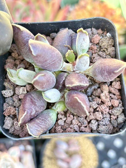 Andromiscus Purple Seal | Live Succulent Plant | Korean Succulent | Variegated Echeveria | Imported Plants | Echeveria Clusters