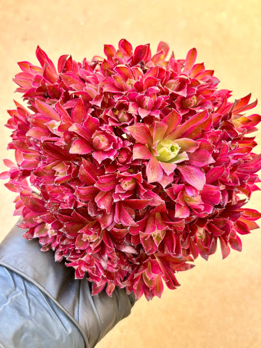 Aeonium Rosefinch Variegated Lollipop | Live Succulent Plant | Korean Succulent | Rare Imported Aeonium | Imported Plants