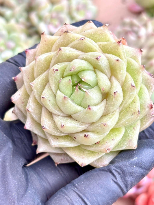 Echeveria Vitus | Live Succulent Plant | Korean Succulent | Variegated Pachyveria | Imported Plants | Echeveria Clusters