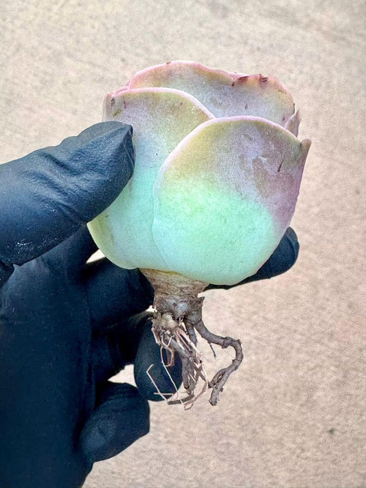 Greenovia Wine Glass | Rare Imported Succulent | Collector’s Succulent