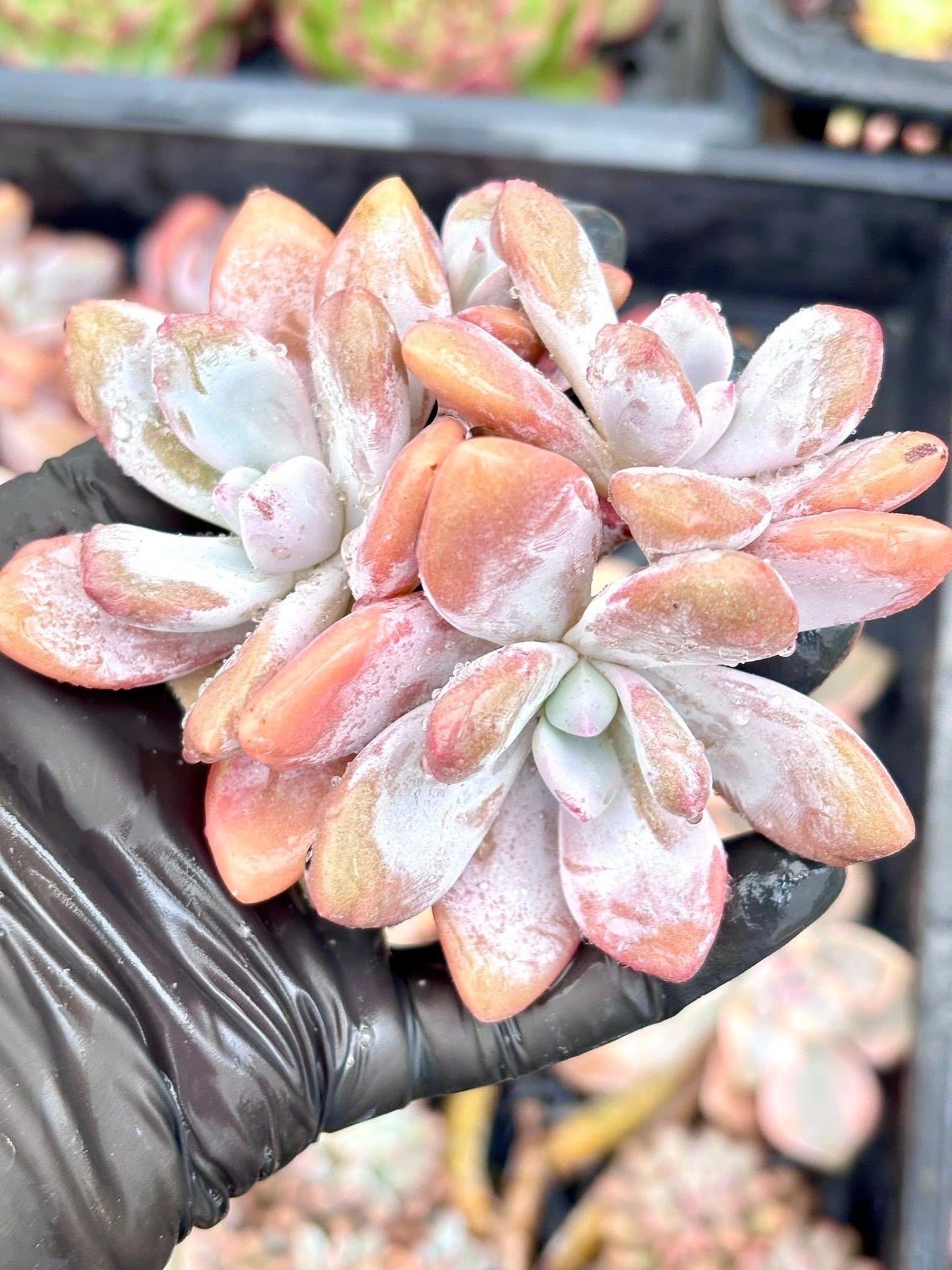 Graptoveria Pink Bunny | Live Succulent Plant | Korean Succulent | Rare Imported Echeveria | Imported Plants