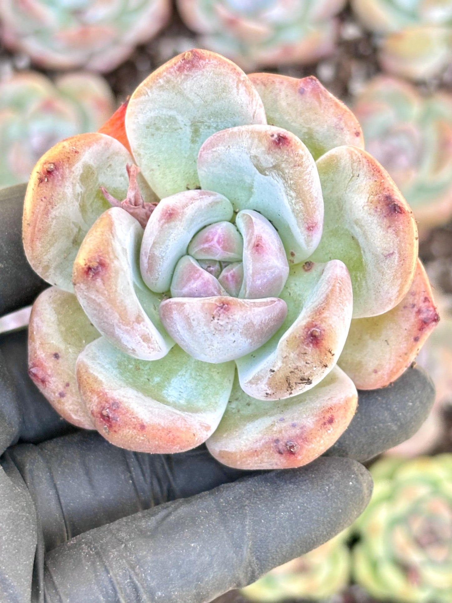 Echeveria Nova | Live Succulent Plant | Imported Plants | Imported Echeveria