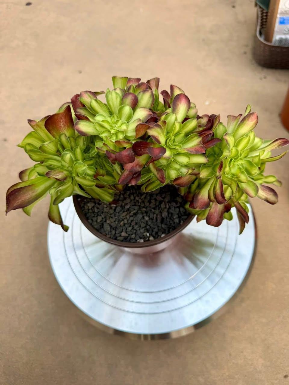 Aeonium Shao Hua Crested | Rare Imported Succulent | Collector’s Succulent