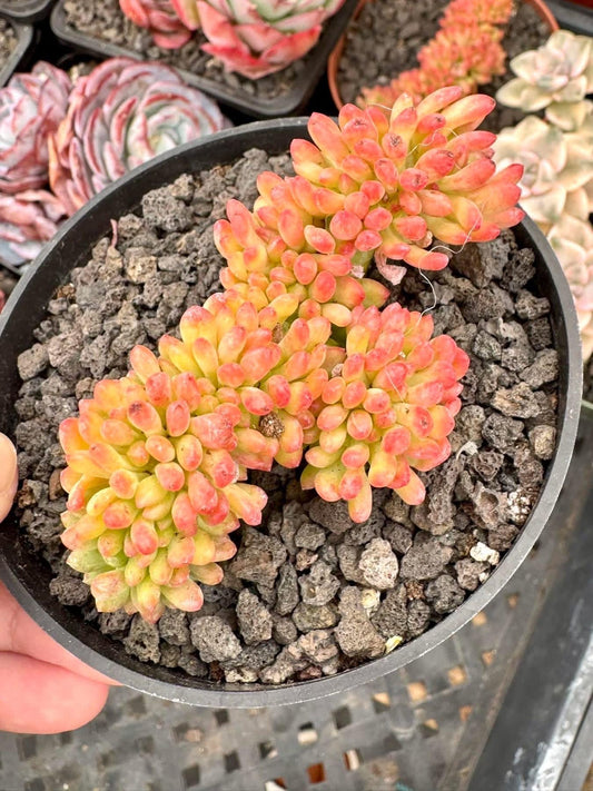 Echeveria Pine Crested | Rare Imported Succulent | Collector Succulent