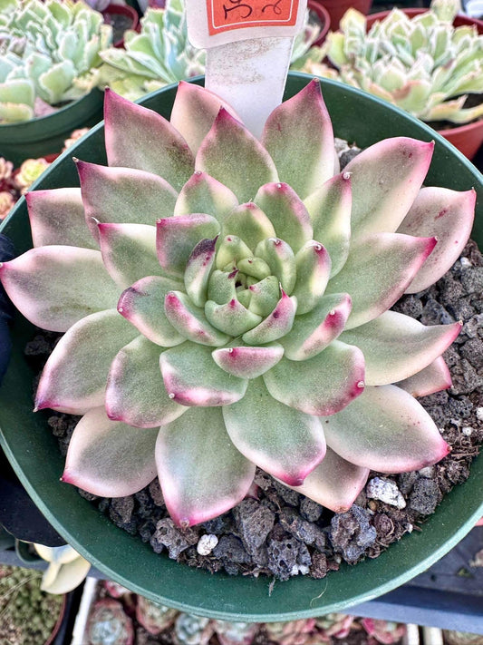 Echeveria Jenny Variegated | Rare Imported Succulent | Collector’s Succulent