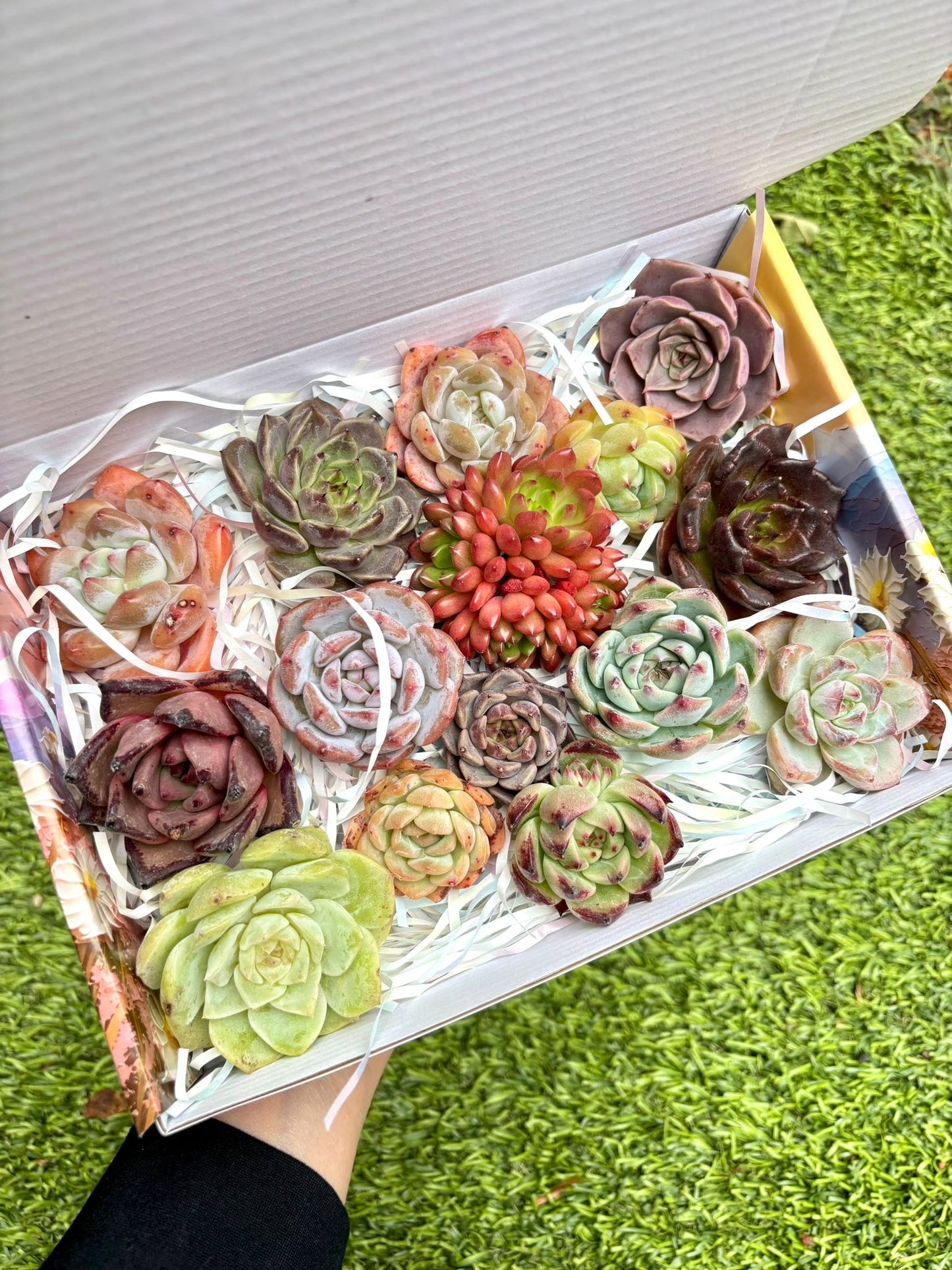 Echeveria Gift Box - 15 Pcs Live Succulent Plants - Gift Basket - Assorted Color Succulent Plants