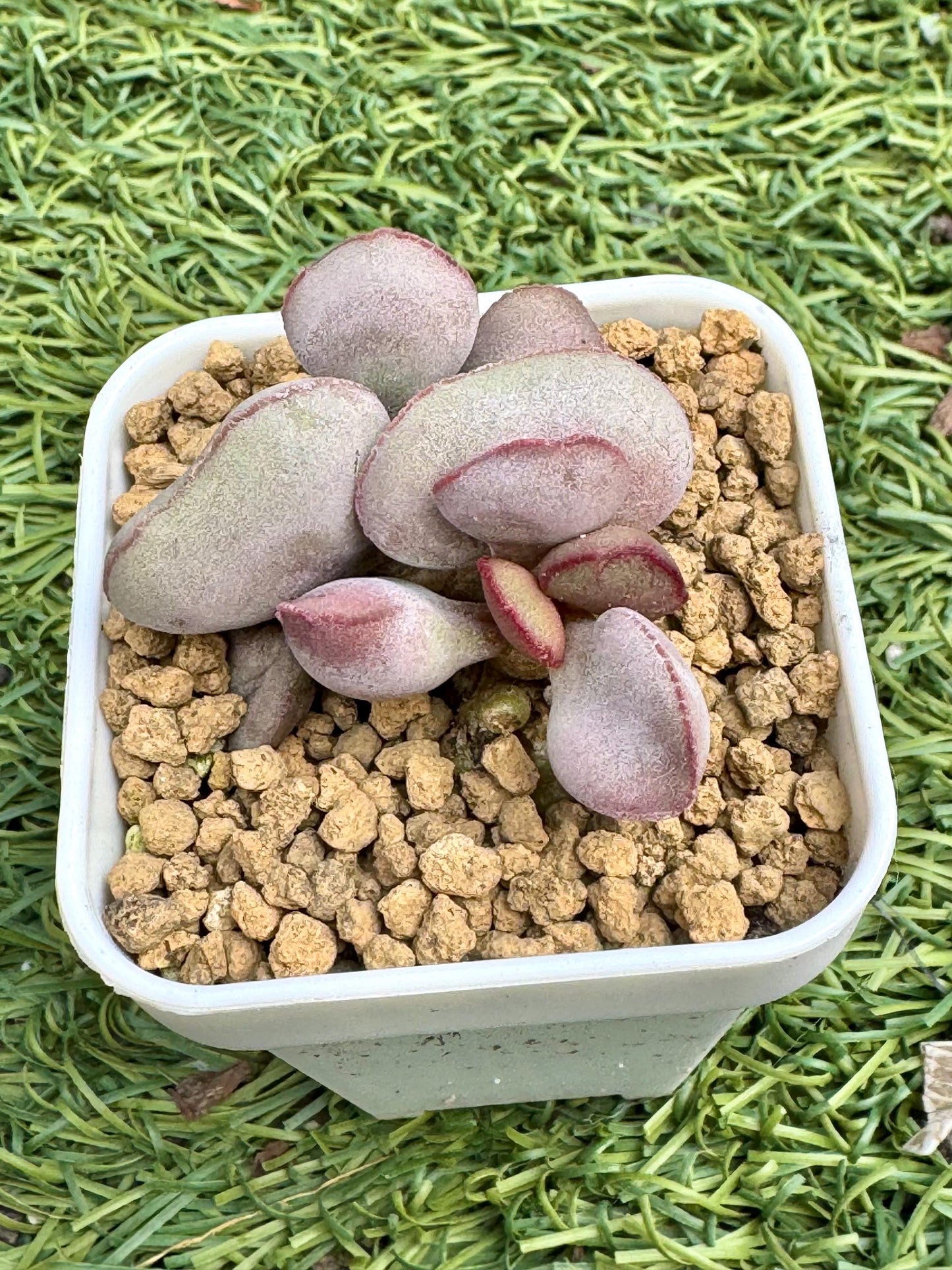 Andromiscus Little Red Egg | Live Succulent Plant | Korean Succulent | Rare Imported Echeveria | Imported Plants