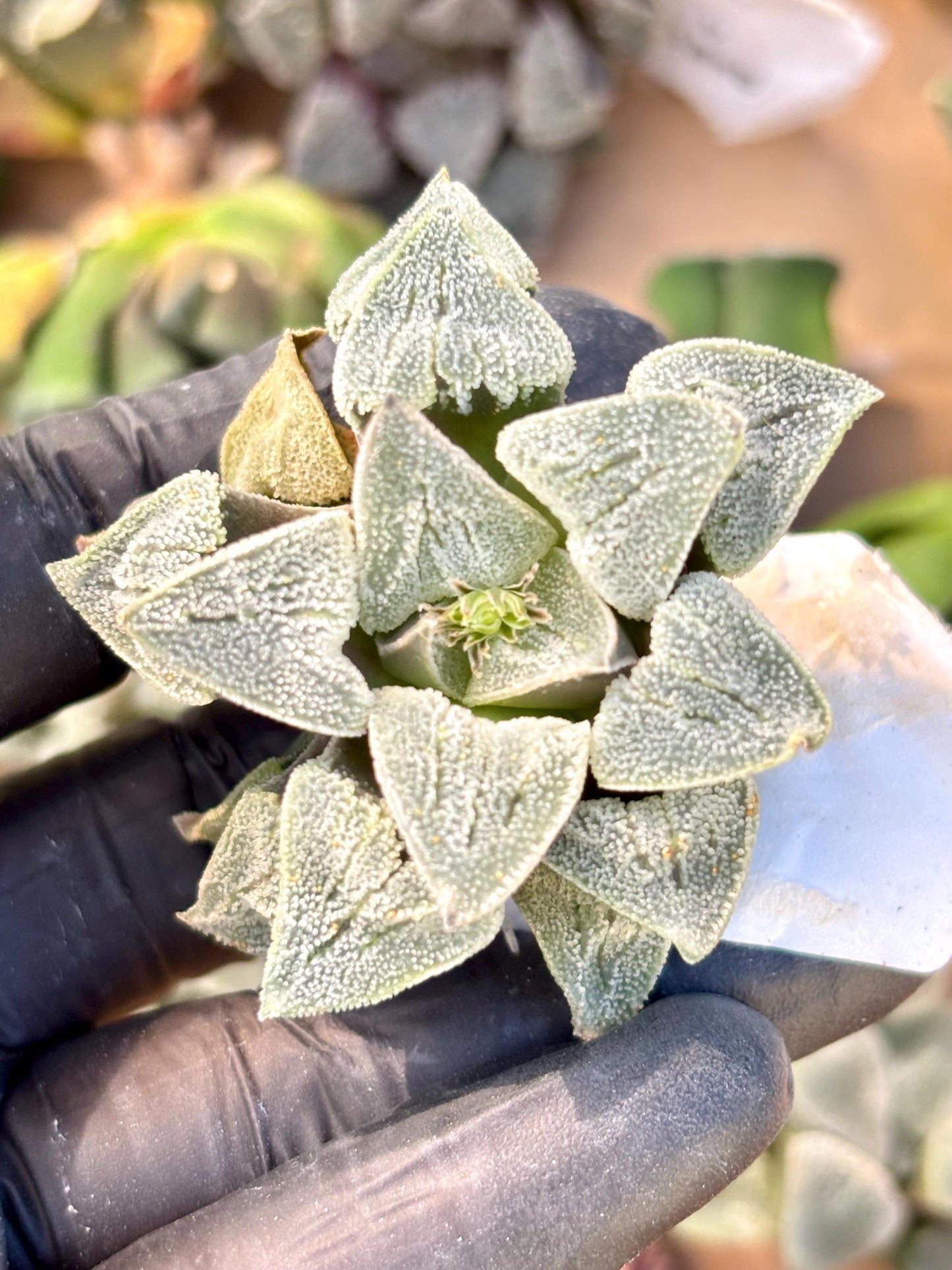 Haworthia Horikawa | Live Succulent Plant | Korean Succulent | Rare Imported Haworthia | Imported Plants