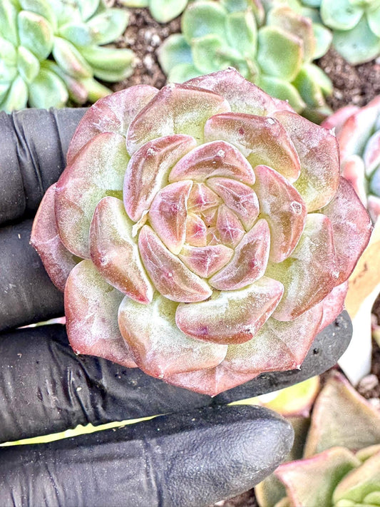 Echeveria Purple Mood | Live Succulent Plant | Korean Succulent | Variegated Echeveria | Imported Plants | Echeveria Clusters