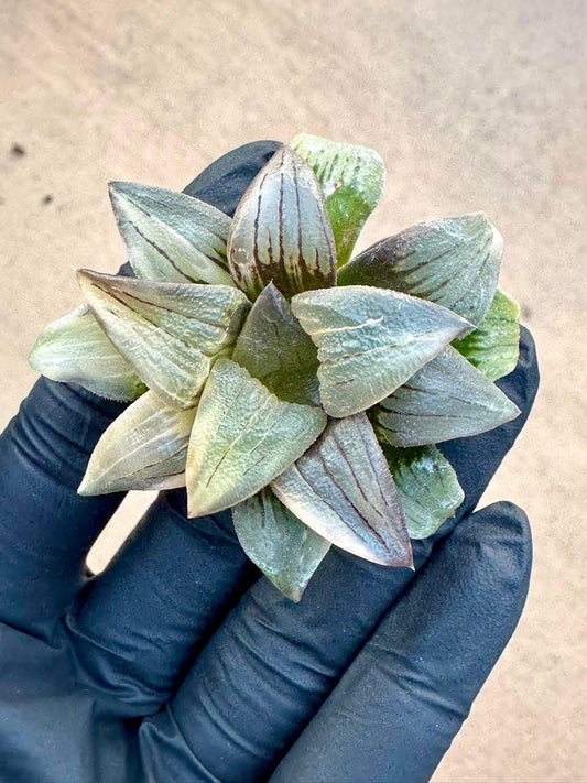 Haworthia Watermelon Variegated | Rare Imported Succulent | Collector’s Succulent