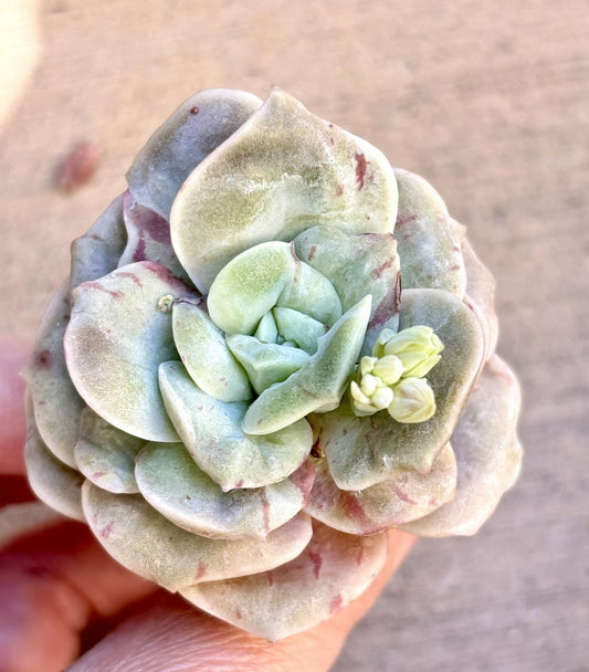 Echeveria Red Rose Variegated | Live Succulent Plant | Korean Succulent | Variegated Pachyveria | Imported Plants | Echeveria Clusters