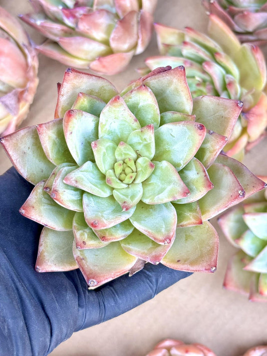 Echeveria Red Dragon | Live Succulent Plant | Echeveria Cluster | Rare Imported Echeveria | Imported Plants
