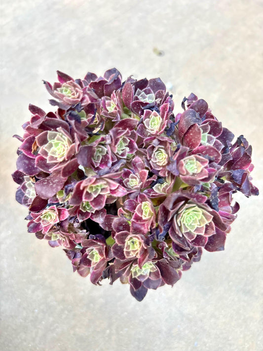 Aeonium Black Zwartkin Variegated Lollipop | Live Succulent Plant | Korean Succulent | Rare Imported Aeonium | Imported Plants