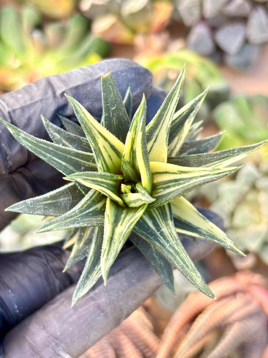 Haworthia Ivory Tower Variegated | Live Succulent Plant | Korean Succulent | Rare Imported Haworthia | Imported Plants