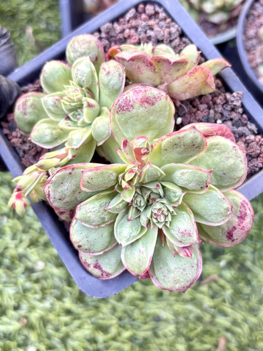 Echeveria Supernatural | Live Succulent Plant | Imported Plants | Imported Echeveria