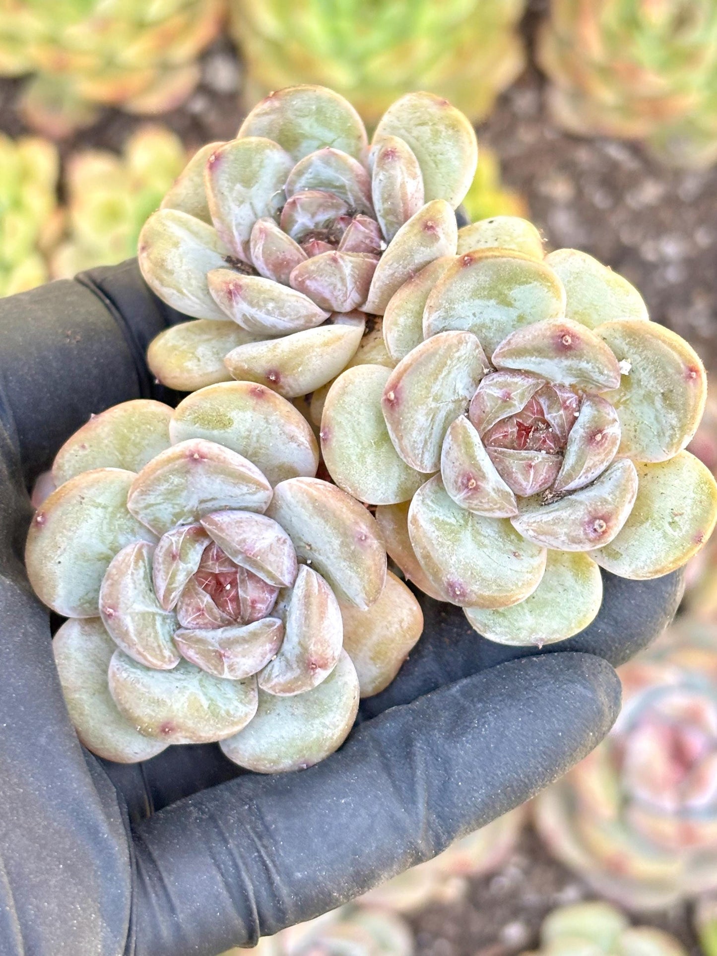 Echeveria Black Bear Spirit | Live Succulent Plant | Imported Plants | Imported Echeveria