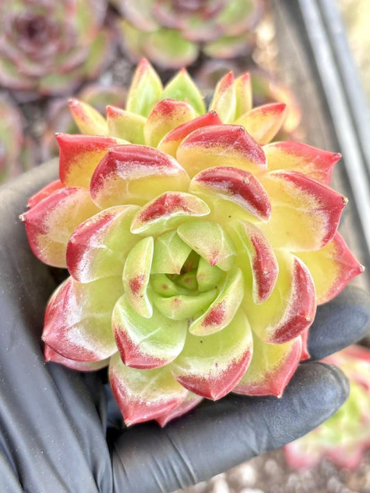 Echeveria Helena | Live Succulent Plant | Korean Succulent | Rare Imported Echeveria | Imported Plants