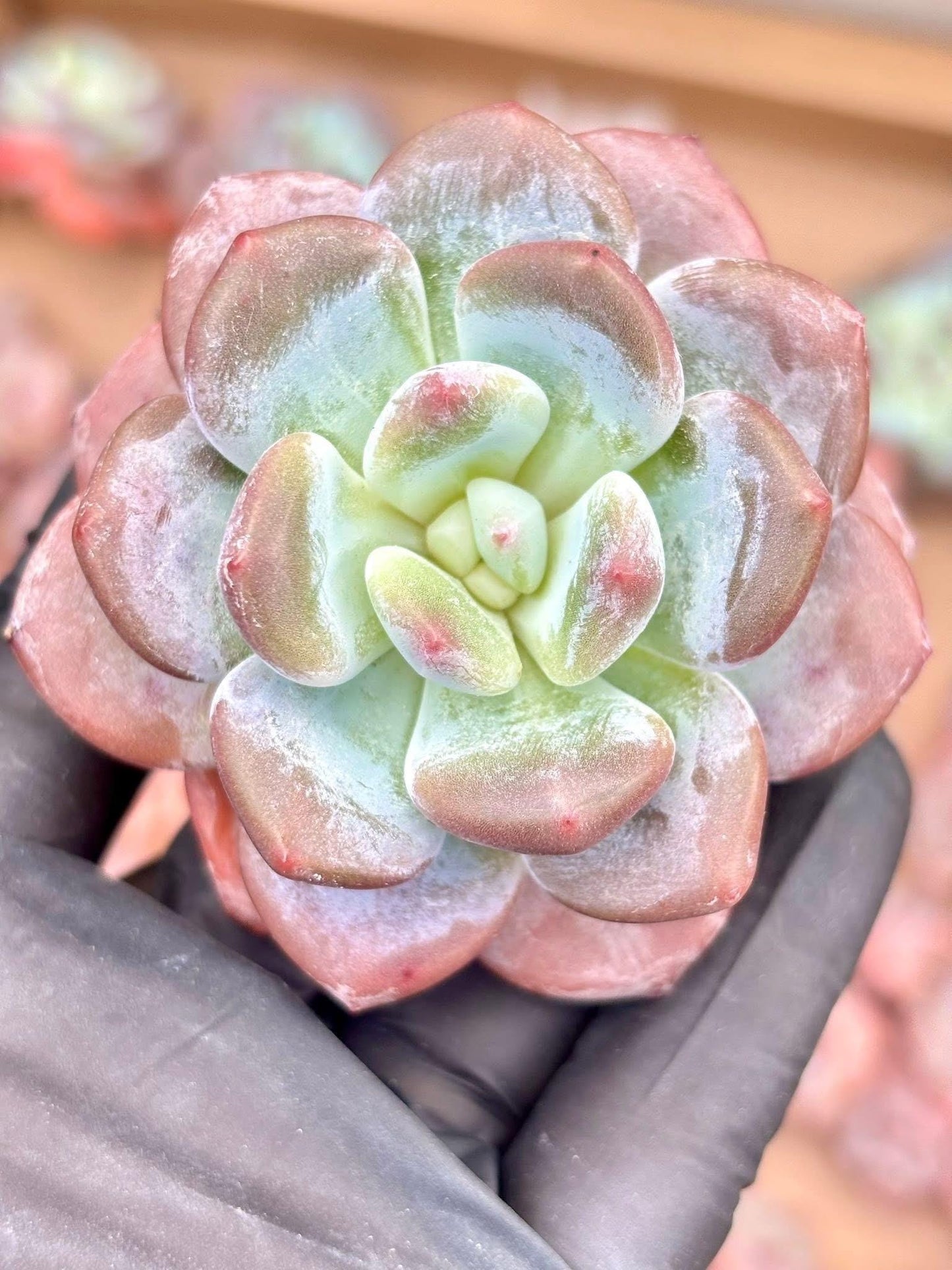 Echeveria Snow Baby | Live Succulent Plant | Korean Succulent | Rare Imported Echeveria | Imported Plants