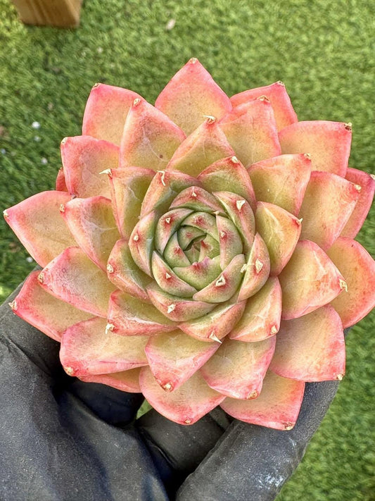 Echeveria Good Mood | Rare Imported Succulent | Collector’s Succulent