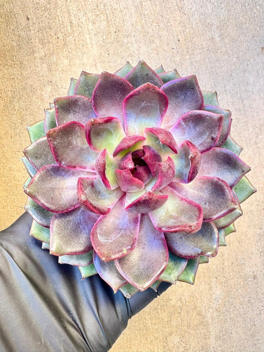 Echeveria Purple Berry | Live Succulent Plant | Korean Succulent | Variegated Pachyveria | Imported Plants