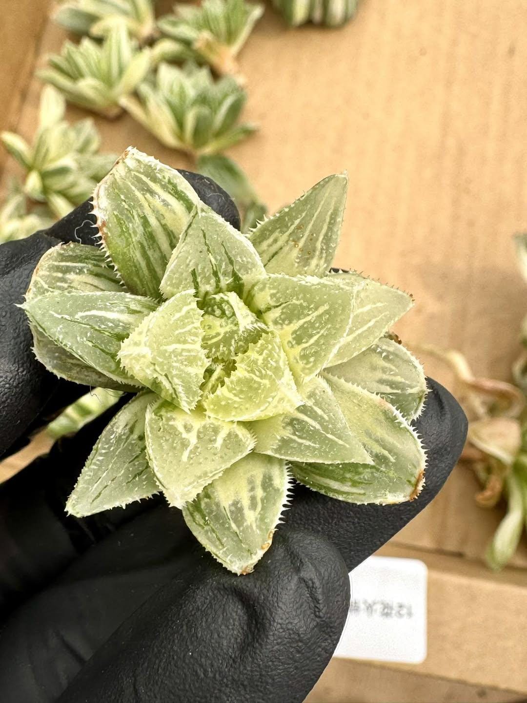 Haworthia Pagoda Tower Variegated | Rare Imported Succulent | Collector’s Succulent