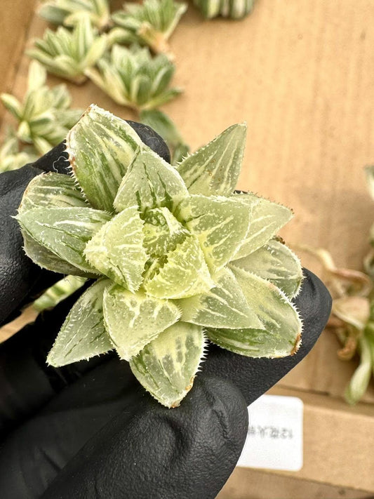 Haworthia Pagoda Tower Variegated | Rare Imported Succulent | Collector’s Succulent