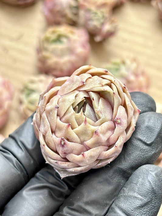 Echeveria Ozno | Live Succulent Plant | Korean Succulent | Variegated Echeveria | Imported Plants | Echeveria Clusters