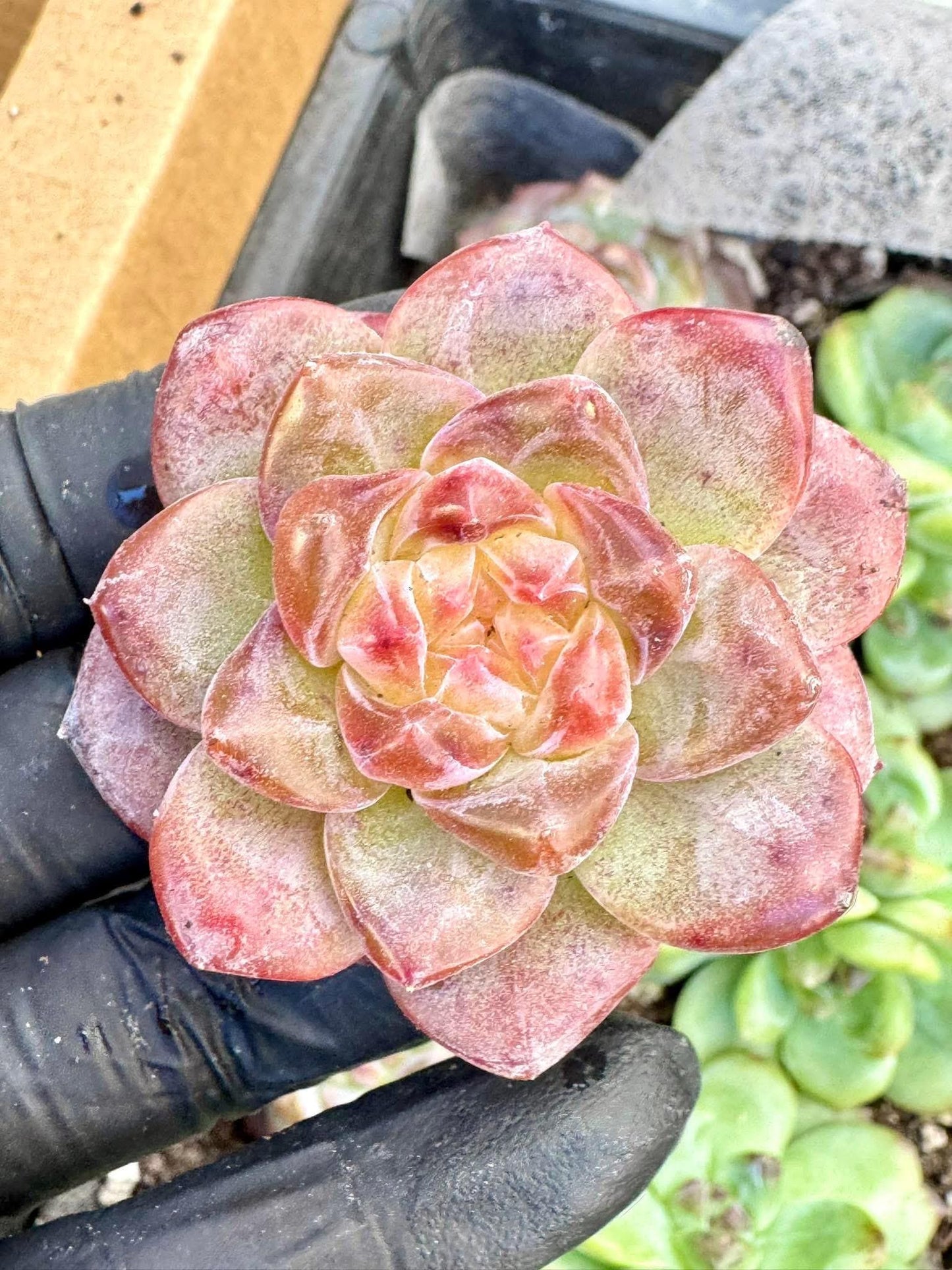 Echeveria Qin | Live Succulent Plant | Imported Succulent | Variegated Echeveria | Imported Echeveria