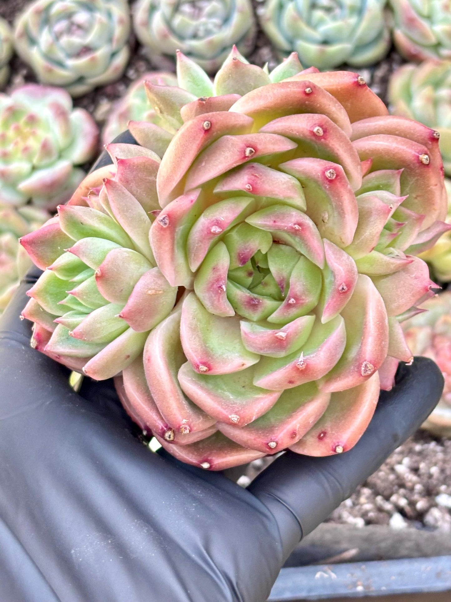 Echeveria Pineapple Orange | Live Succulent Plant | Echeveria Cluster | Rare Imported Echeveria | Imported Plants