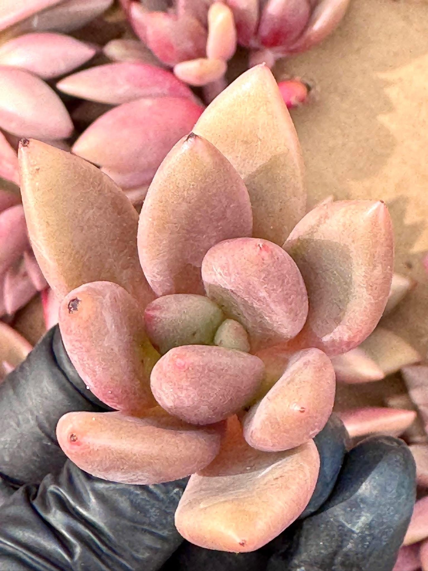 Echeveria Garden Spring (5pcs) | Live Succulent Plant | Korean Succulent | Rare Imported Echeveria | Imported Plants