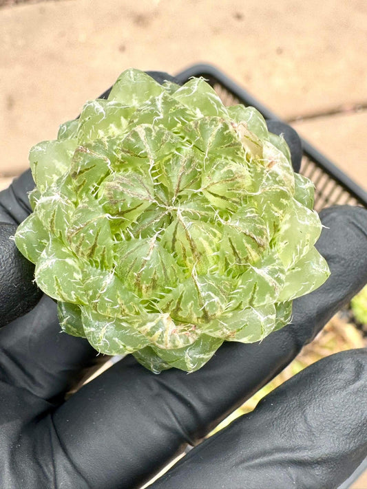 Haworthia Cherry Variegated | Rare Imported Succulent | Collector’s Succulent